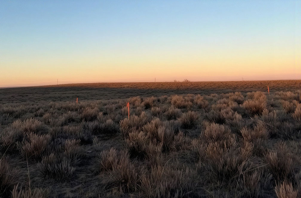 Monarch Fields